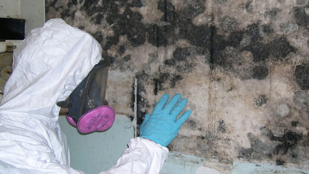 mold remediation services 2